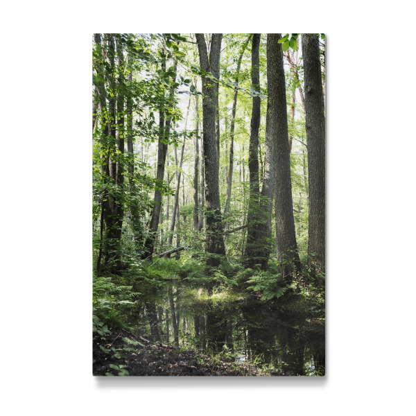 Galerie-Print "Im grünen frischen Wald" 30x20 cm artboxONE