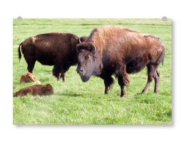 Acrylglasbild "Amerikanische Bisons" artboxONE - Reise,Tiere,Reise / Länder