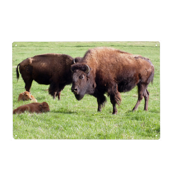 Holzbild "Amerikanische Bisons" artboxONE - Reise,Tiere,Reise / Länder