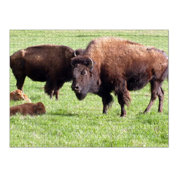 Puzzle Ravensburger "Amerikanische Bisons" artboxONE - Reise,Tiere,Reise / Länder