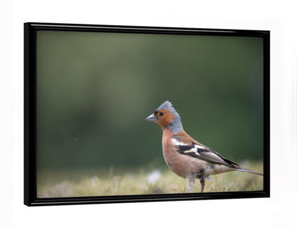 Poster mit schwarzem Rahmen "Buchfink Naturfoto" artboxONE - Natur,Tiere - Fink,Vogel,Vogelfotografie,Fringilla coelebs,Singvogel