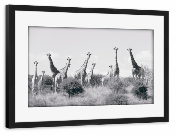 Poster mit Rahmen schwarz "Mehrköpfige Giraffenherde" artboxONE - Natur,Reise,Tiere,Schwarzweiß,Reise / Afrika