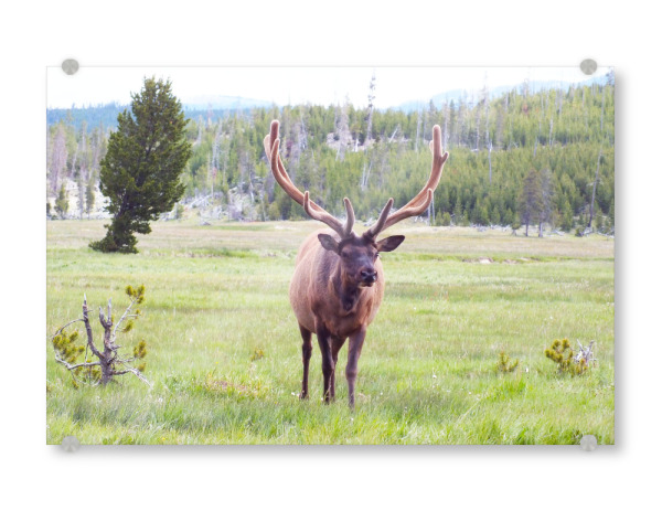 Acrylglasbild "A Wapiti Elk" artboxONE - Natur,Reise,Tiere,Reise / Länder