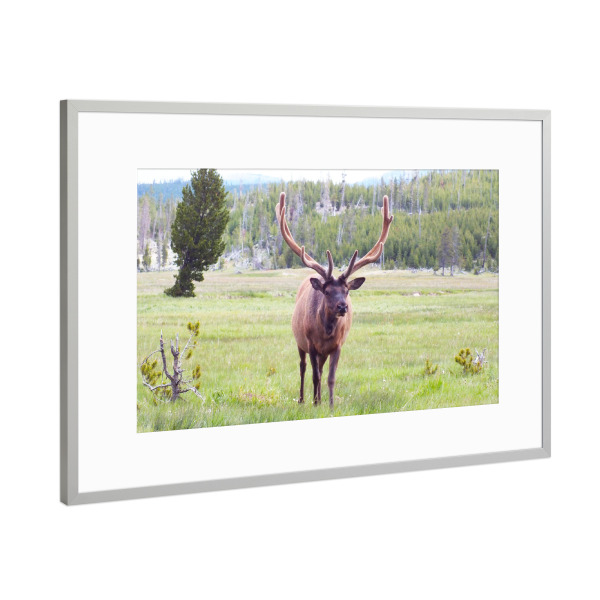 Poster mit Rahmen Silber "A Wapiti Elk" artboxONE - Natur,Reise,Tiere,Reise / Länder