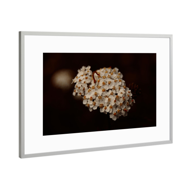 Poster mit Rahmen Silber "Kleine Raupe" artboxONE - Natur,Tiere