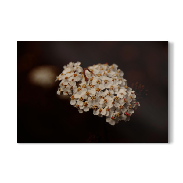 Galerie-Print "Kleine Raupe" 75x50 cm artboxONE