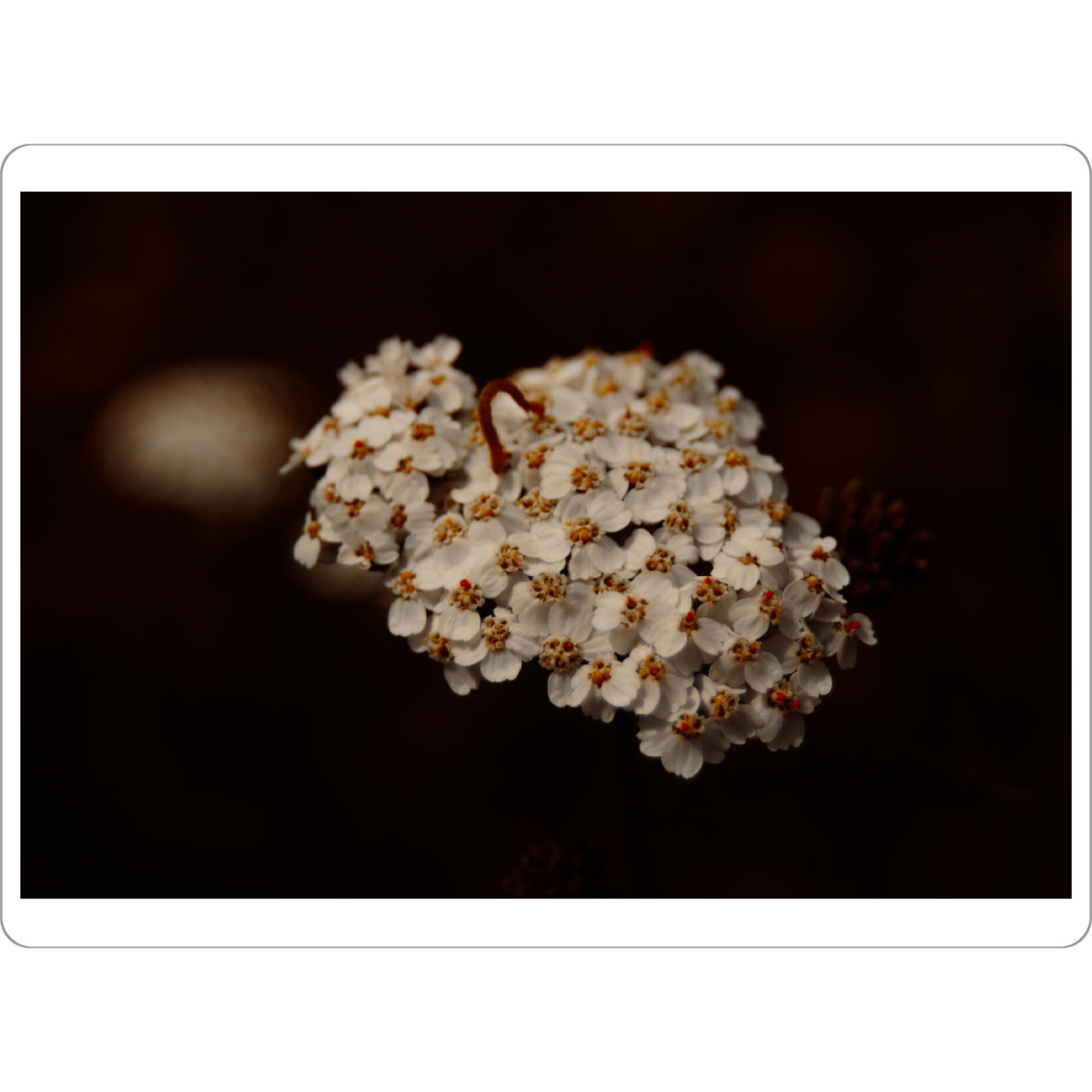 Tischset "Kleine Raupe" artboxONE - Natur,Tiere - Tiere,Raupe,Blume,Makrofotografie,Makro,Naturfotografie,Natur,Sommerlich,Sommer,Wälder