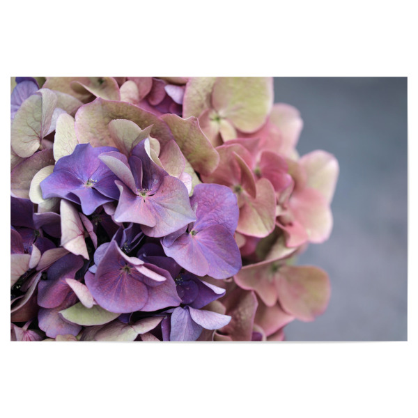 Poster 30x20 cm "Hortensie Blume Pastelltöne" artboxONE - Natur,Floral,Abstrakt