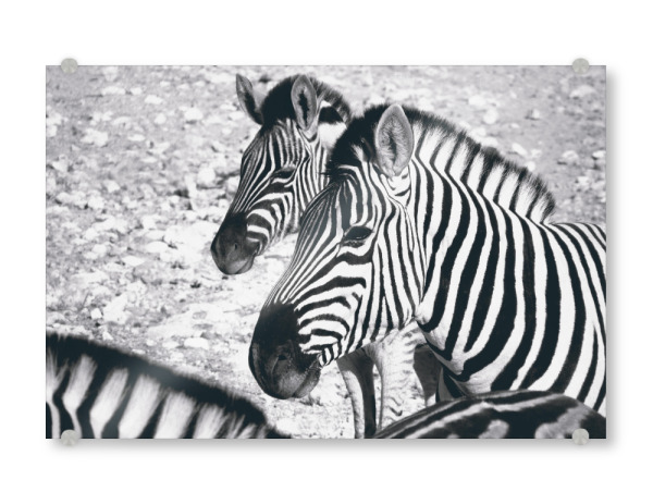 Acrylglasbild "Wilde Zebras" artboxONE - Natur,Reise,Tiere,Schwarzweiß,Reise / Afrika