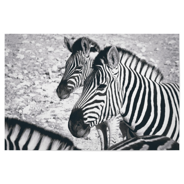 Poster 30x20 cm "Wilde Zebras" artboxONE - Natur,Reise,Tiere,Schwarzweiß,Reise / Afrika