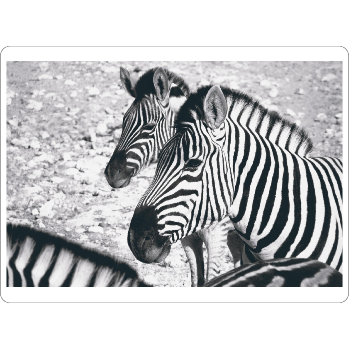 Tischset "Wilde Zebras" artboxONE - Natur,Reise,Tiere,Schwarzweiß,Reise / Afrika