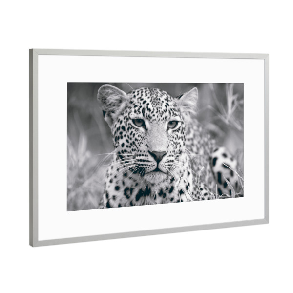Poster mit Rahmen Silber "A Young Leopard" artboxONE - Reise,Tiere,Reise / Afrika