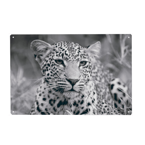 Holzbild "A Young Leopard" artboxONE - Reise,Tiere,Reise / Afrika