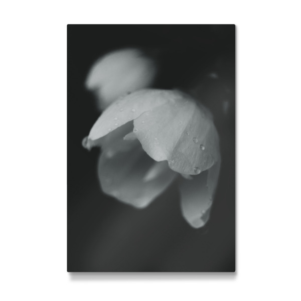 Galerie-Print "Regentropfen im Sommer" 75x50 cm artboxONE