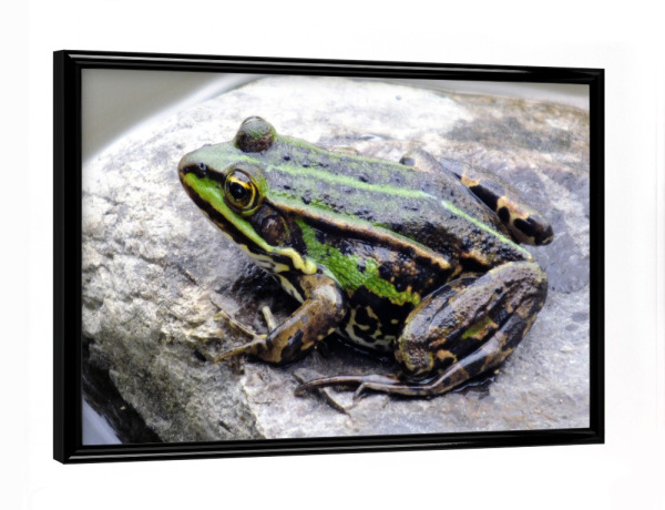 Poster mit schwarzem Rahmen "Ein Teichfrosch" artboxONE - Natur,Reise,Tiere,Reise / Länder