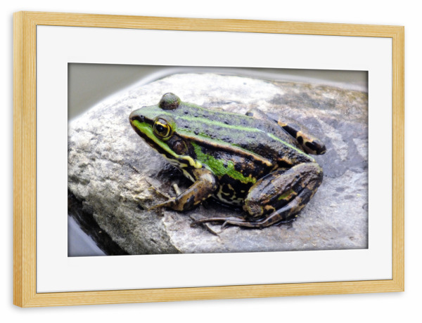 Poster mit Rahmen kiefer "Ein Teichfrosch" artboxONE - Natur,Reise,Tiere,Reise / Länder