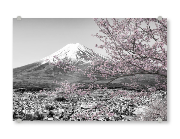 Acrylglasbild "Malerischer Fuji zur Kirschblüte" artboxONE - Natur,Schwarzweiß,Reise / Asien
