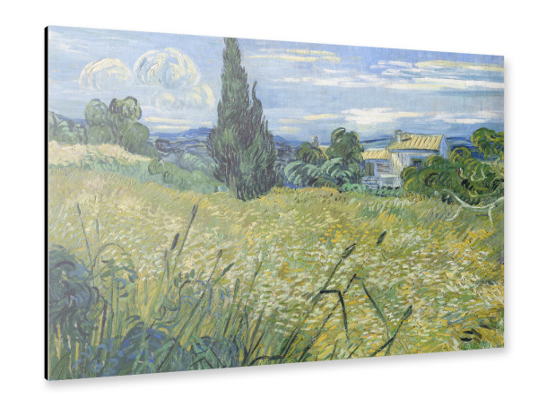 Alu-Dibond "Grünes Weizenfeld mit Zypresse" 30x20 cm artboxONE