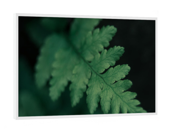 Poster mit weißem Rahmen "Kleiner Farn" artboxONE - Natur,Floral