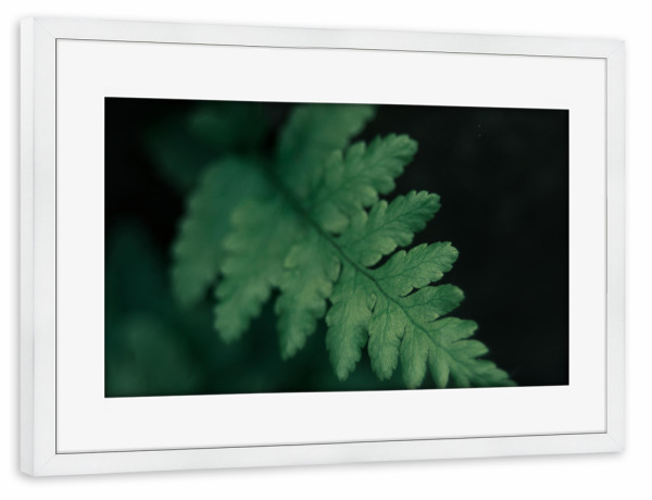 Poster mit Rahmen weiß "Kleiner Farn" artboxONE - Natur,Floral
