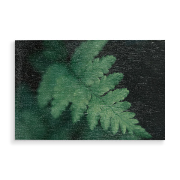 Holzbild "Kleiner Farn" artboxONE - Natur,Floral - Farnwedel,Farnblätter,Farne,Waldboden,Wald,Sommer,Naturfotografie,Makrofotografie,Makro