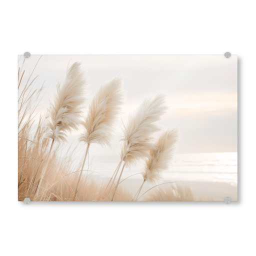 Pampas grass in evening light