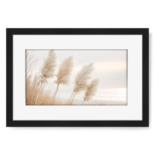 Pampas grass in evening light