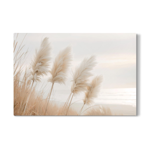 Pampas grass in evening light