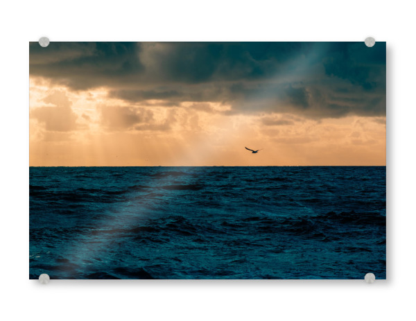 Acrylglasbild "Möwe über der Nordsee" artboxONE - Natur,Reise,Tiere,Reise / Strand und Meer,Reise / Länder