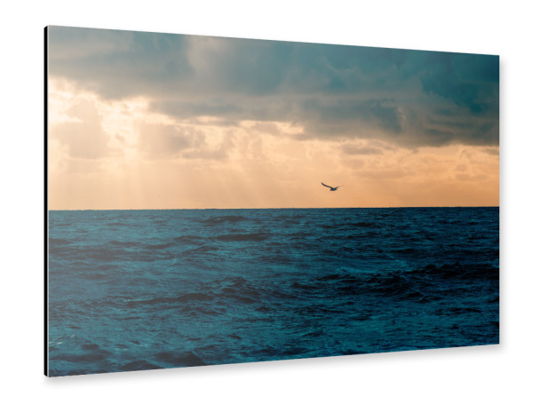 Alu-Dibond "Möwe über der Nordsee" 75x50 cm artboxONE