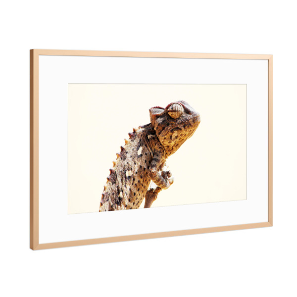 Poster mit Rahmen Kupfer "Ein Damarachamäleon" artboxONE - Natur,Tiere,Reise / Afrika,Reise / Länder