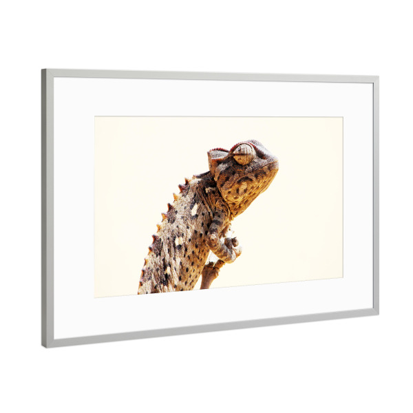 Poster mit Rahmen Silber "Ein Damarachamäleon" artboxONE - Natur,Tiere,Reise / Afrika,Reise / Länder