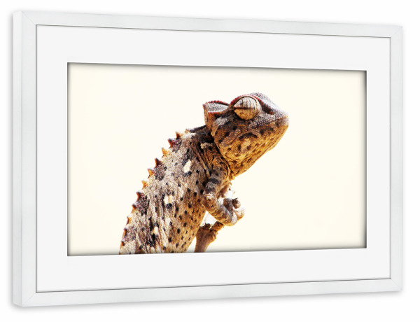 Poster mit Rahmen weiß "Ein Damarachamäleon" artboxONE - Natur,Tiere,Reise / Afrika,Reise / Länder