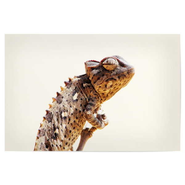 Poster "Ein Damarachamäleon" artboxONE - Natur,Tiere,Reise / Afrika,Reise / Länder