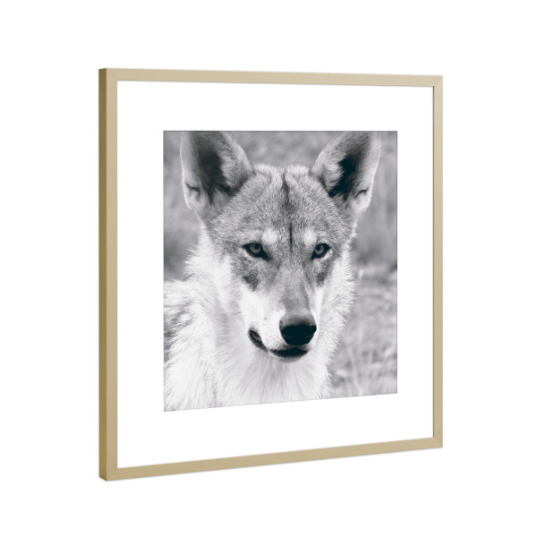 Poster mit Rahmen Gold "An European Wolf" artboxONE - Natur,Reise,Tiere,Schwarzweiß,Reise / Länder