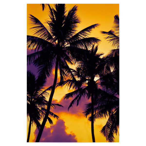 Poster "The Palm Trees Sunset" artboxONE - Reise,Floral,Reise / Afrika,Reise / Asien,Reise / Länder
