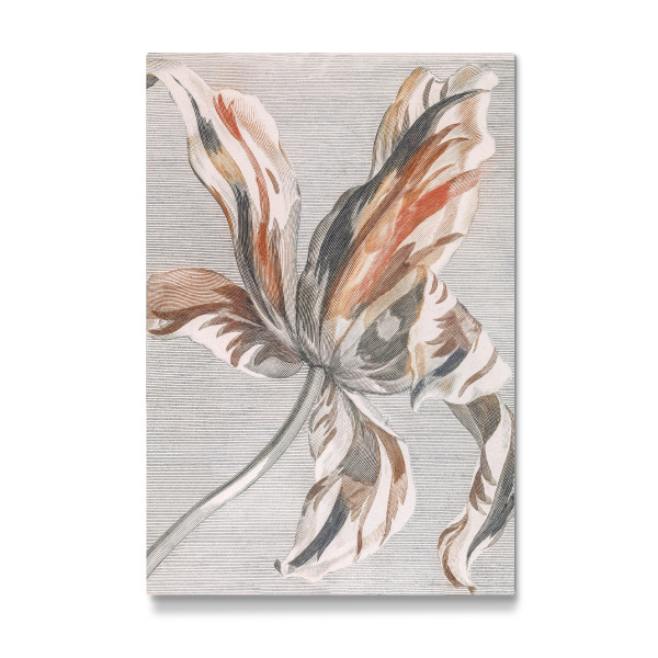 Galerie-Print "Zarte Linien Tulpe" 75x50 cm artboxONE