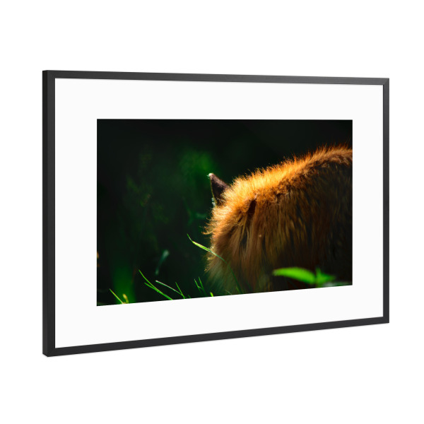 Poster mit Rahmen Schwarz (Metallic) "Fuchs im Sommer" artboxONE - Natur,Reise,Tiere,Reise / Länder