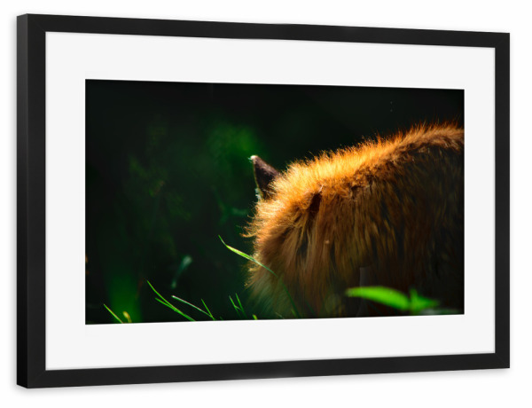 Poster mit Rahmen schwarz "Fuchs im Sommer" artboxONE - Natur,Reise,Tiere,Reise / Länder