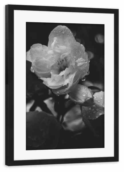 Poster mit Rahmen schwarz "Blüte im Regen" artboxONE - Natur,Floral,Schwarzweiß