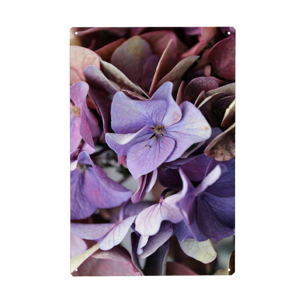 Holzbild "Hortensie Blüte Lila Blau" artboxONE - Natur,Floral,Abstrakt,Ultraviolet