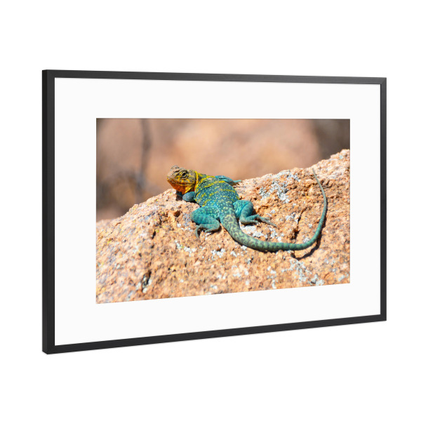 Poster mit Rahmen Schwarz (Metallic) "Halsbandleguan" artboxONE - Natur,Reise,Tiere,Reise / Länder