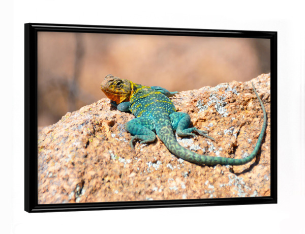 Poster mit schwarzem Rahmen "Halsbandleguan" artboxONE - Natur,Reise,Tiere,Reise / Länder