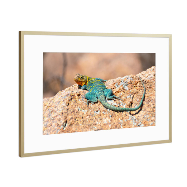 Poster mit Rahmen Gold "Halsbandleguan" artboxONE - Natur,Reise,Tiere,Reise / Länder
