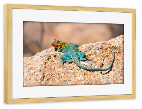 Poster mit Rahmen kiefer "Halsbandleguan" artboxONE - Natur,Reise,Tiere,Reise / Länder