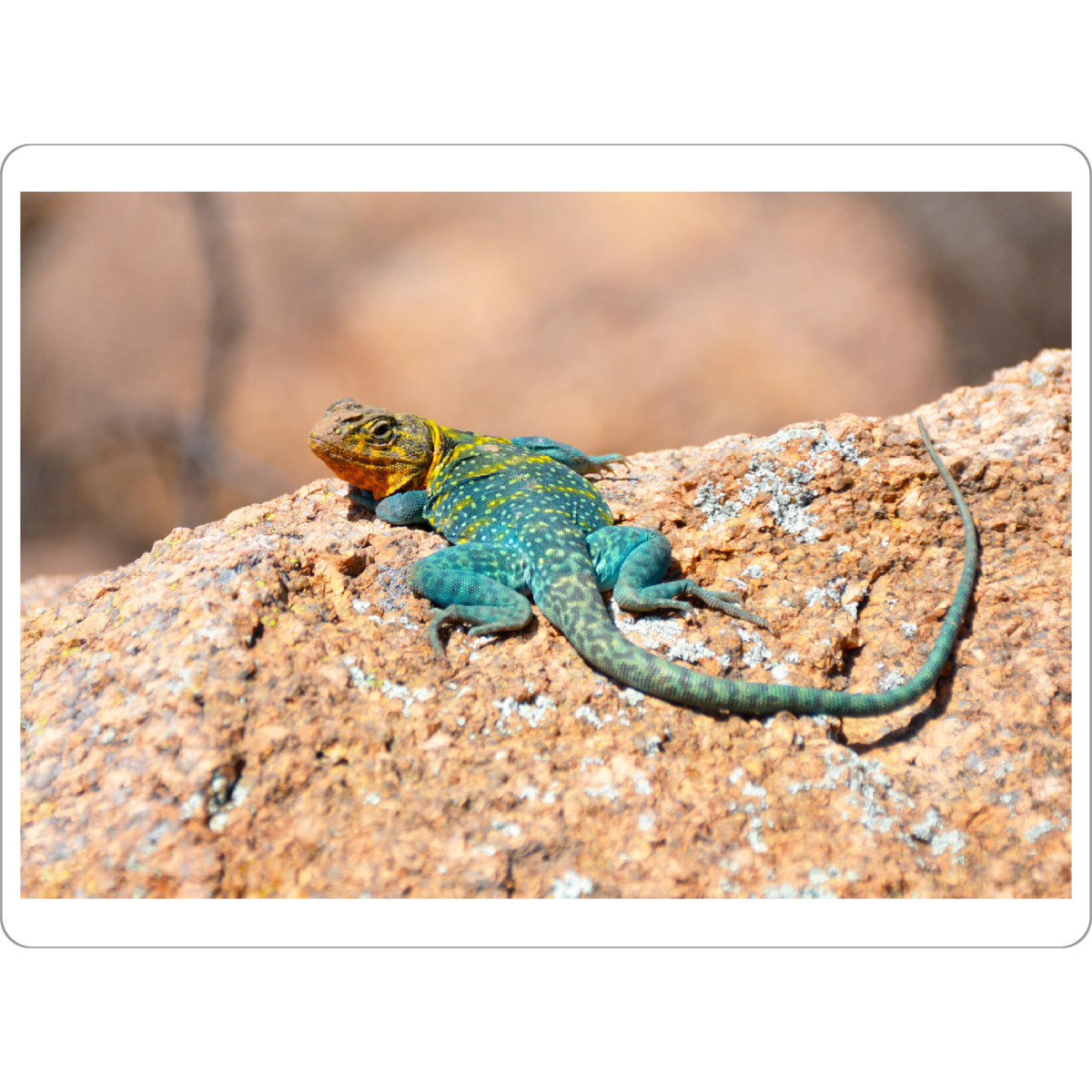 Tischset "Halsbandleguan" artboxONE - Natur,Reise,Tiere,Reise / Länder