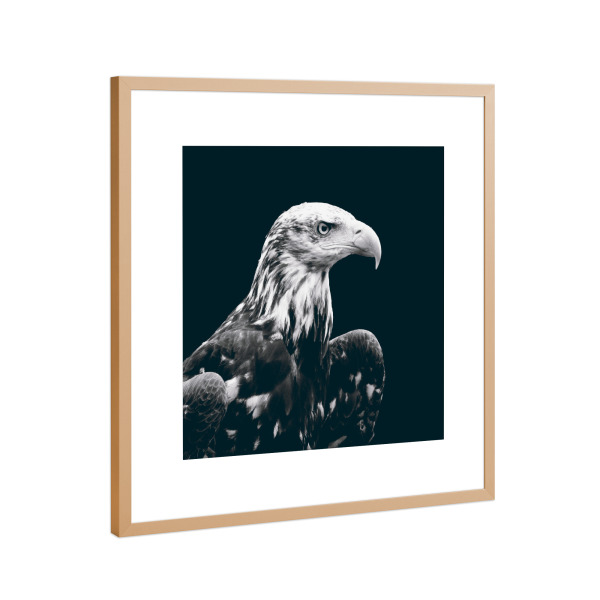 Poster mit Rahmen Kupfer "The North American Bald Eagle" artboxONE - Natur,Reise,Tiere,Schwarzweiß,Reise / Länder