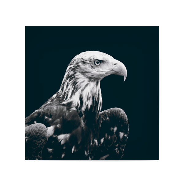 Poster 20x20 cm "The North American Bald Eagle" artboxONE - Natur,Reise,Tiere,Schwarzweiß,Reise / Länder