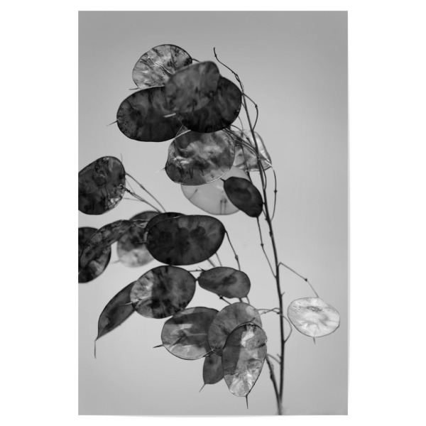 Poster "Silberblatt Pflanze schwarz weiß" artboxONE - Natur,Floral,Schwarzweiß