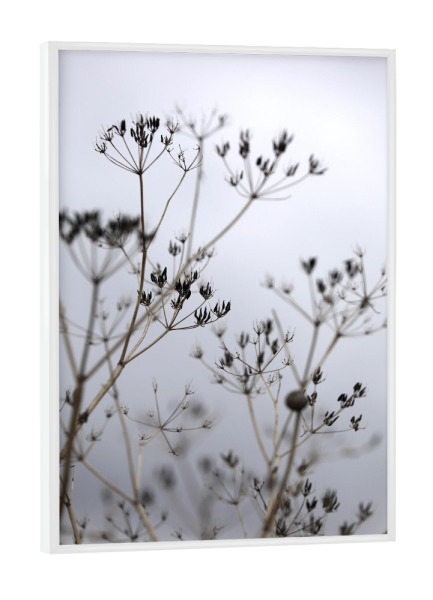 Poster mit weißem Rahmen "Gräser Silhouette Naturfaben" artboxONE - Natur,Floral,Schwarzweiß